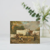 Carte Postale Vaches avec un éleveur (Debout devant)