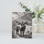 Carte Postale Vaches blanches et noires (Debout devant)