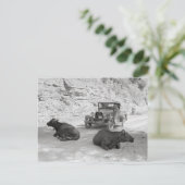 Carte Postale Vaches bloquant la route, 1940 (Debout devant)