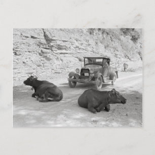 Carte Postale Vaches bloquant la route, 1940