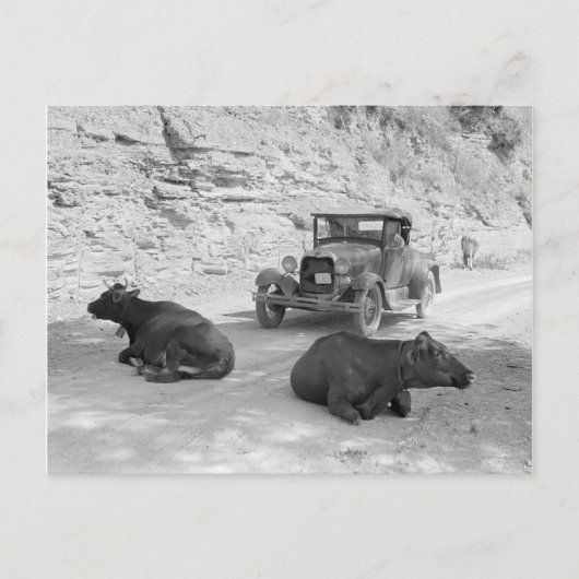 Carte Postale Vaches bloquant la route, 1940 (Devant)