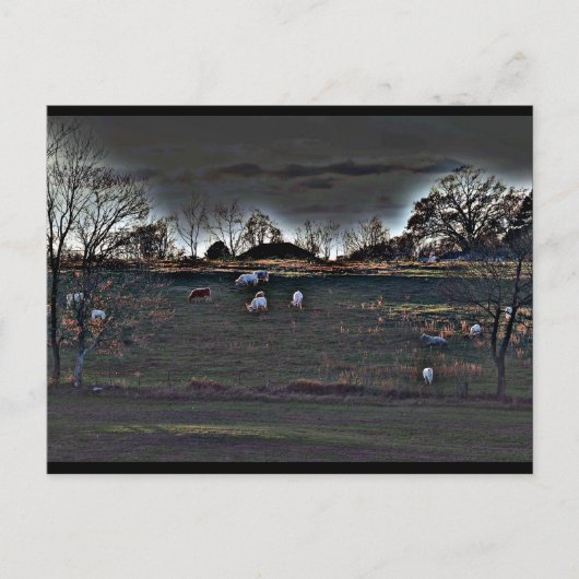 Carte Postale Vaches chatoyantes (Devant)