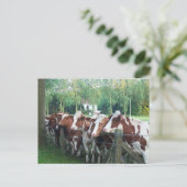 Carte Postale Vaches curieuses (Debout devant)