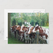 Carte Postale Vaches curieuses (Devant / Derrière)