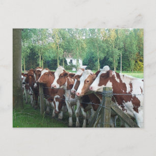 Carte Postale Vaches curieuses
