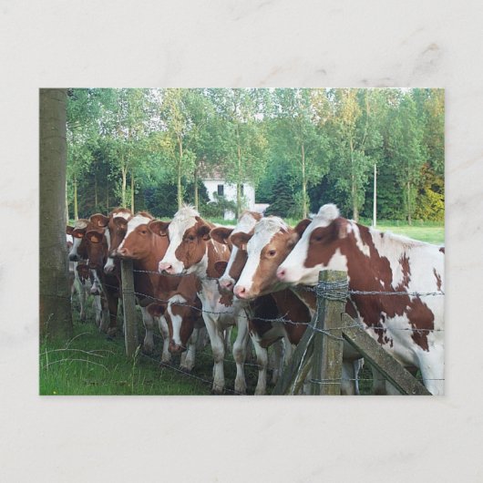 Carte Postale Vaches curieuses (Devant)