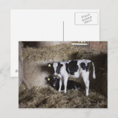 Carte Postale Vaches dans la grange 3 (Devant / Derrière)