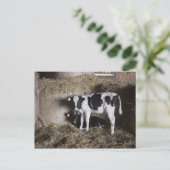 Carte Postale Vaches dans la grange 3 (Debout devant)