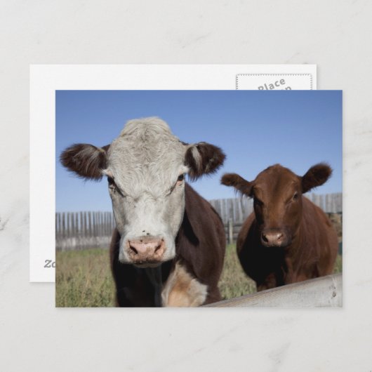 Carte Postale Vaches dans la zone clôturée (Devant / Derrière)