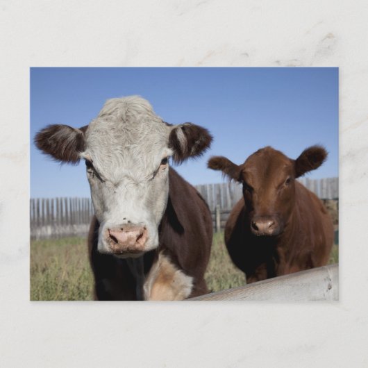 Carte Postale Vaches dans la zone clôturée (Devant)