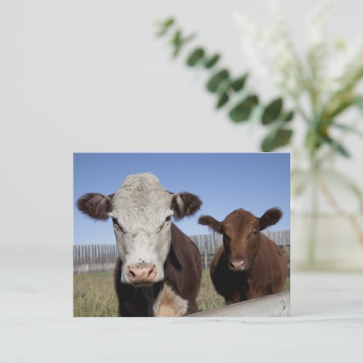 Carte Postale Vaches dans la zone clôturée (Debout devant)