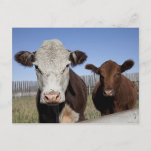 Carte Postale Vaches dans la zone clôturée