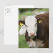 Carte Postale Vaches dans le pâturage, gros plan (Devant / Derrière)