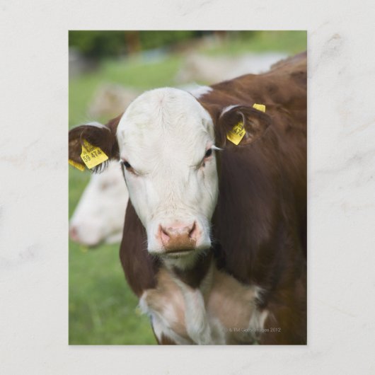 Carte Postale Vaches dans le pâturage, gros plan (Devant)