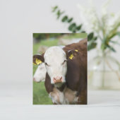 Carte Postale Vaches dans le pâturage, gros plan (Debout devant)