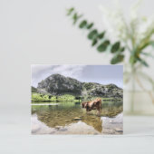 Carte Postale Vaches dans les lacs de Covadonga, Asturies (Debout devant)