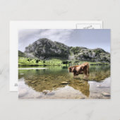 Carte Postale Vaches dans les lacs de Covadonga, Asturies (Devant / Derrière)