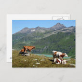 Carte Postale Vaches Dans Les Montagnes (Devant / Derrière)