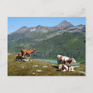 Carte Postale Vaches Dans Les Montagnes