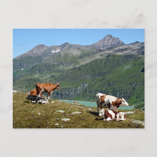 Carte Postale Vaches Dans Les Montagnes (Devant)