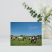 Carte Postale Vaches dans un champ (Debout devant)