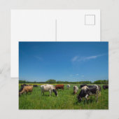 Carte Postale Vaches dans un champ (Devant / Derrière)