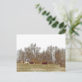 Carte Postale Vaches dans un champ (Debout devant)