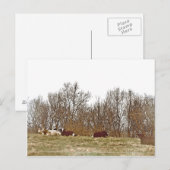 Carte Postale Vaches dans un champ (Devant / Derrière)
