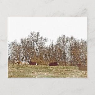 Carte Postale Vaches dans un champ