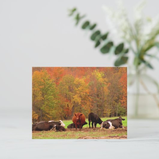 Carte Postale Vaches d'automne (Debout devant)