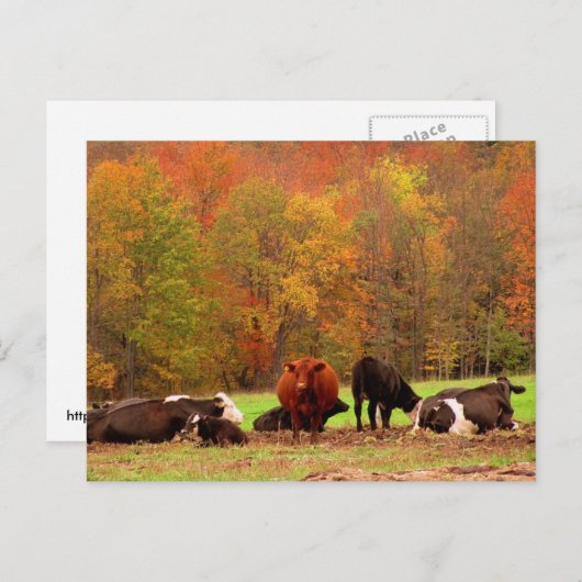 Carte Postale Vaches d'automne (Devant / Derrière)