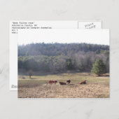 Carte Postale vaches de fulton ouest (Devant / Derrière)
