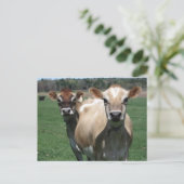 Carte Postale Vaches de Jersey (Debout devant)
