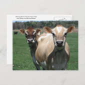 Carte Postale Vaches de Jersey (Devant / Derrière)
