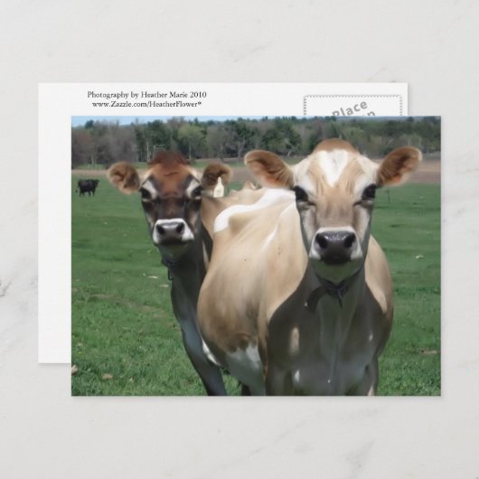 Carte Postale Vaches de Jersey (Devant / Derrière)