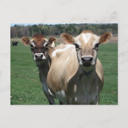 Carte Postale Vaches de Jersey (Devant)