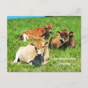 Carte Postale Vaches de Jersey animaux de ferme