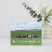 Carte postale Vaches de l'Indiana (Debout devant)