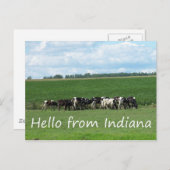 Carte postale Vaches de l'Indiana (Devant / Derrière)