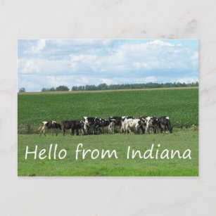 Carte postale Vaches de l'Indiana