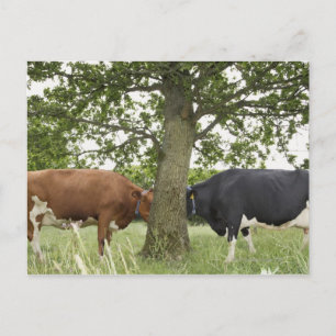 Carte Postale Vaches debout face à face derrière l'arbre