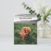 Carte Postale Vaches des Highlands île de Mull Écosse (Debout devant)