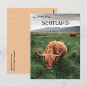 Carte Postale Vaches des Highlands île de Mull Écosse (Devant / Derrière)
