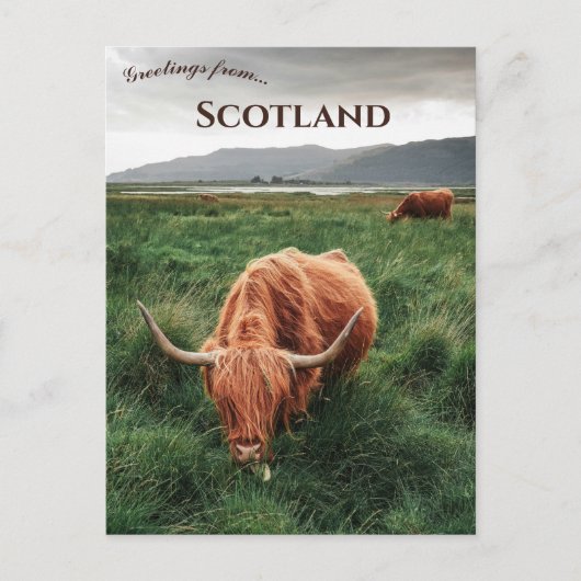 Carte Postale Vaches des Highlands île de Mull Écosse (Devant)