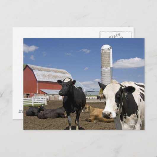 Carte Postale Vaches devant une grange rouge et silo sur une fer (Devant / Derrière)