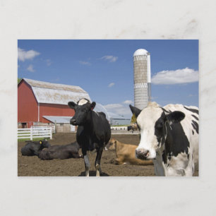 Carte Postale Vaches devant une grange rouge et silo sur une fer