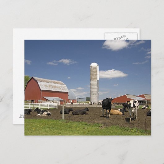Carte Postale Vaches devant une grange rouge et silo sur une fer (Devant / Derrière)