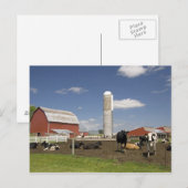 Carte Postale Vaches devant une grange rouge et un silo dans une (Devant / Derrière)