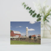 Carte Postale Vaches devant une grange rouge et un silo dans une (Debout devant)