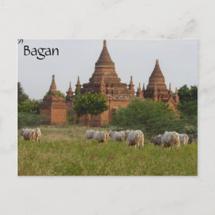 Carte Postale vaches du temple de bagan